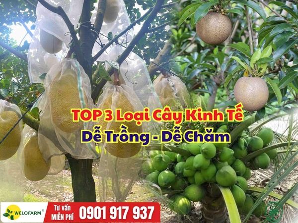 ⚡ Top 3 Loại Cây Kinh Tế Dễ Trồng – Dễ Chăm – Ổn Định Đầu Ra