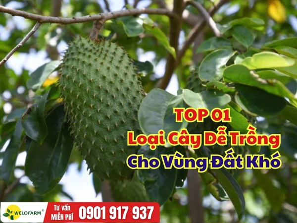 ⚡ Top 1 Loại Cây Dễ Trồng Cho Vùng Đất Khó