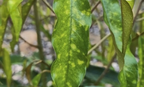 Lá sầu riêng bị tuyến trùng tấn công, xuất hiện vết vàng loang lổ sau thu hoạch