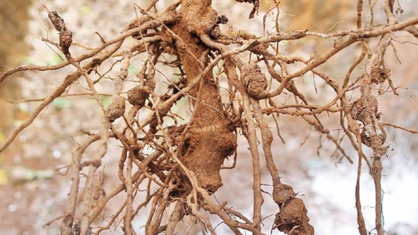 Rễ sầu riêng sưng u do tuyến trùng rễ gây hại, cây chậm phát triển