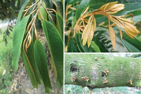 Rụng Bông, Rụng Trái Non Ở Sầu Riêng - Nguyên Nhân Và Giải Pháp TDC
