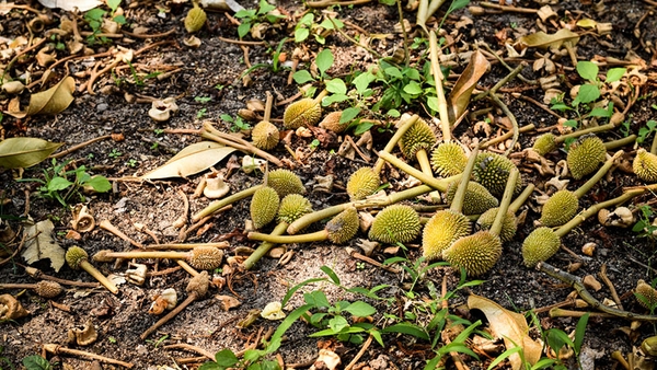 Rụng Bông, Rụng Trái Non 