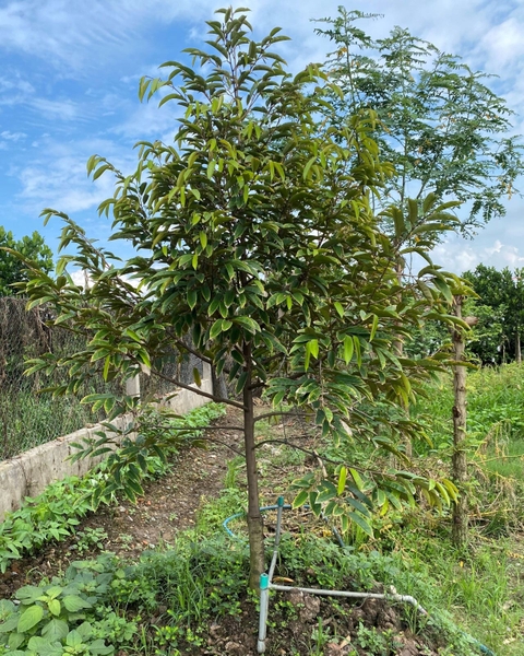 Cây sầu riêng bị tuyến trùng gây hại, sinh trưởng kém và lá vàng