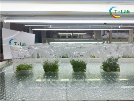 Giới thiệu quy trình sản xuất cây giống tại T-Lab
