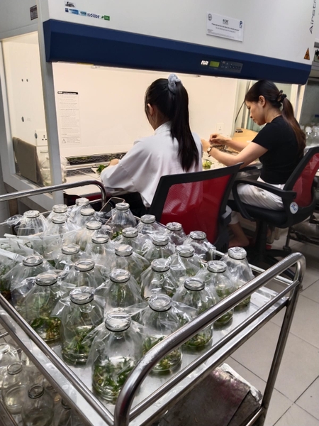 Quy trình nuôi cấy mô Dứa MD2 tại phòng Lab chuẩn kỹ thuật