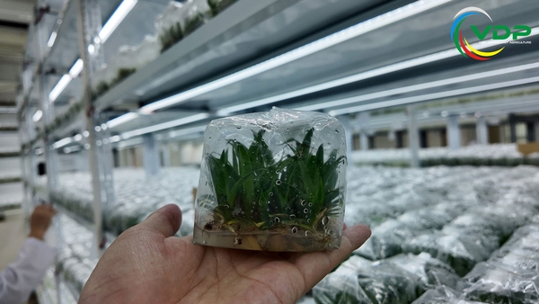 Cây giống Dứa MD2