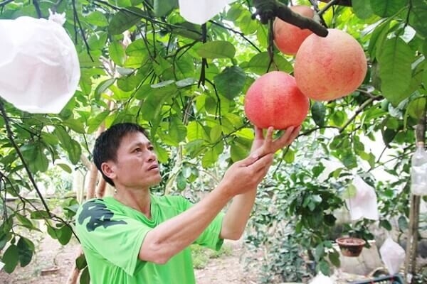 Gợi ý 20 cách làm giàu ở nông thôn dễ nhất hiện nay