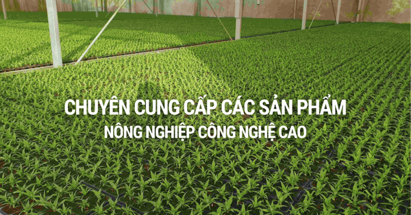 Công ty TNHH Xuất nhập khẩu VẠN ĐẠI PHÁT VN