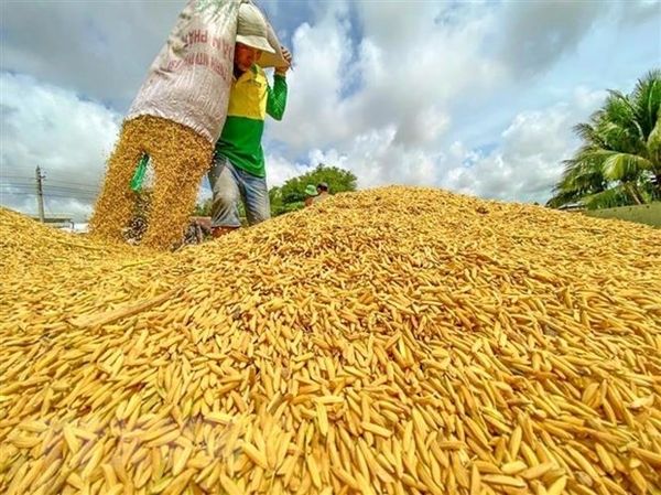 THE BRIGHT WAY OF VIETNAM AGRICULTURE PRODUCTS