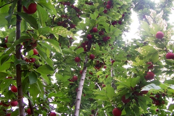The process of planting and caring for plum trees