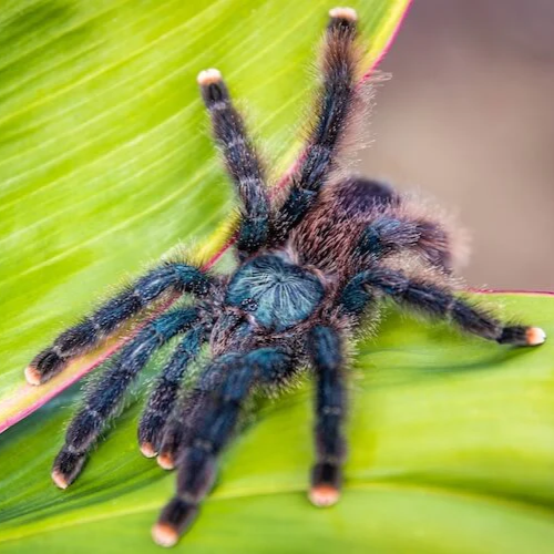 avicularia-metallica-newlands-