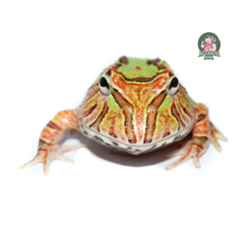 Fantasy pacman hybrid size 3-4 cm | HT - Exoticzone
