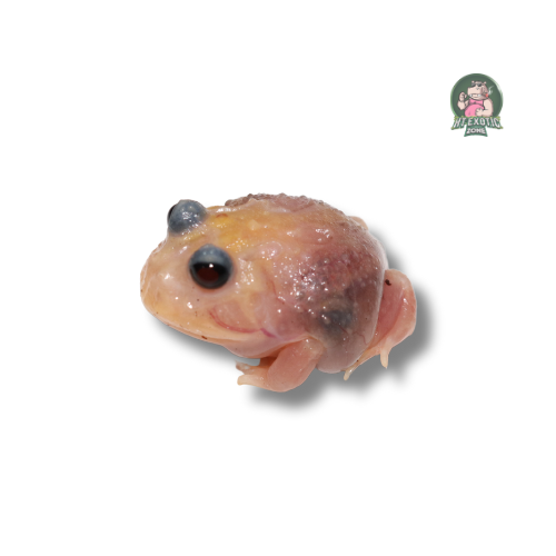 Mutant pacman frog 2-3 cm Mã 02 | HT - Exoticzone