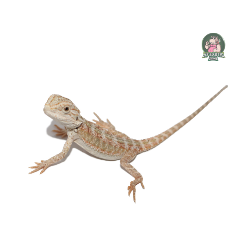 Orange bearded dragon (Rồng Úc Cam) size 8-10 cm | HT - Exoticzone