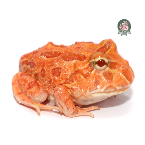 Red pacman 2-3cm | HT - Exoticzone