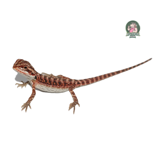 Red bearded dragon (Rồng Úc Đỏ) size 8-10cm | HT - Exoticzone