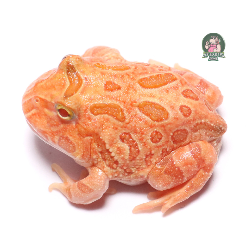 Strawberry pacman 2-3 cm | HT - Exoticzone