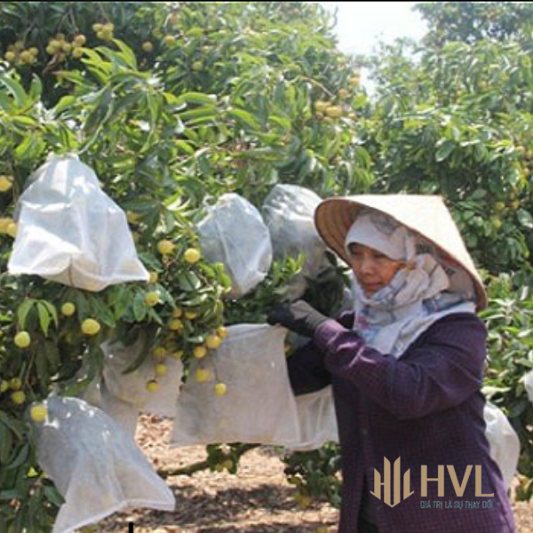 Cách sử dụng túi lọc trái cây