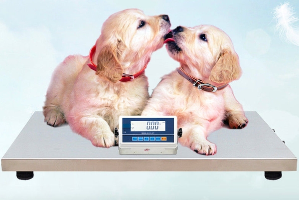 30Kg-150Kg Digital Platform Weighing Scale For Pet Animal Livestock ISO ...