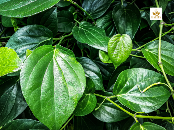 Kháng viêm vùng kín hiệu quả với trầu không