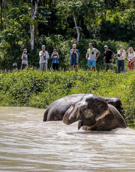 Tham quan Khu bảo tồn Voi ở Phuket nửa ngày (Phuket Elephant Sanctuary)_Optional Tour