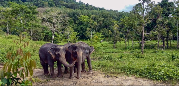 Phuket trọn gói 4 ngày 3 đêm_Resort 4 sao Nap Patong (Gia Đình)