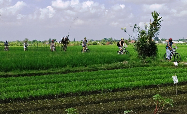 Tour xe đạp điện khám phá Jatiluwih 1 ngày_Optional Tour