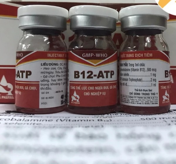 b12-atp-1-lo-x-5ml-tang-t-he-luc-ga-da-ngua-dua