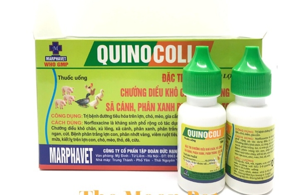 quinocoli-thuoc-cho-ga-da-chuong-dieu-kho-chan-xu-long-xa-canh-phan-xanh-phan-tr