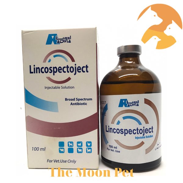 lincospectoject-100-ml-ga-da-kho-khe-viem-tui-khi-viem-xoang-so-mui