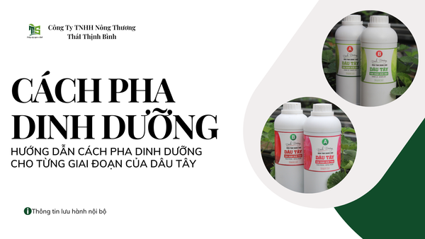 HƯỚNG DẪN CÁCH PHA DINH DƯỠNG CHO TỪNG GIAI ĐOẠN CỦA DÂU TÂY