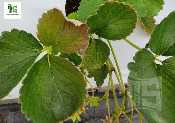 Kiểm soát héo Verticillium dâu tây - Phòng và trị bệnh hệ rễ cho cây dâu tây