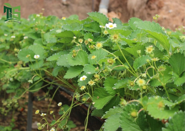 TS Thử Nghiệm Giống Dâu Tây Mới