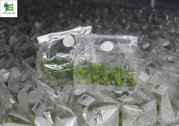 Nhận Gia Công Cây Giống Ống Nghiệm Theo Yêu Cầu