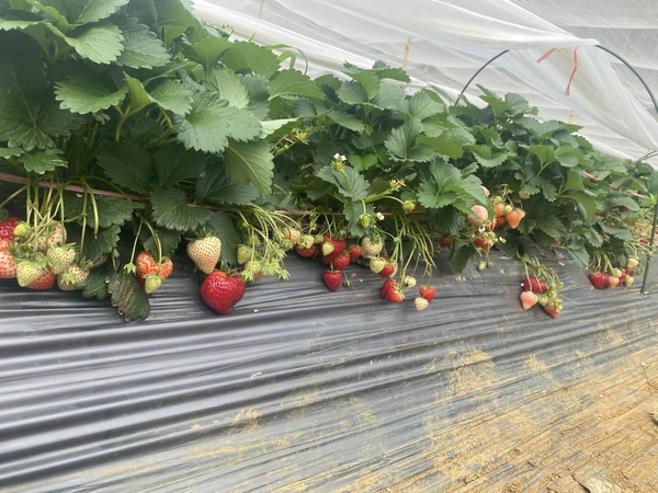 NÔNG THÔN VIỆT ĐƯA TIN