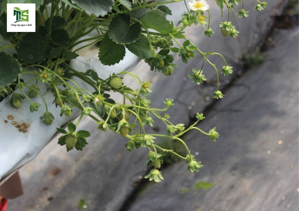 TƯ VẤN KỸ THUẬT TRỒNG DÂU TÂY