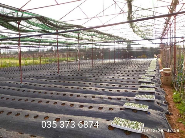 QUY TRÌNH TRỒNG CÂY DÂU TÂY CHO KHU VỰC MIỀN BẮC, KHU VỰC TÂY NGUYÊN, KHU VỰC MIỀN NAM