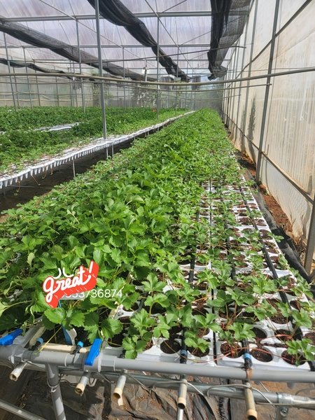 CÔNG TY THỬ NGHIỆM THÀNH CÔNG 6 GIỐNG DÂU TÂY MỚI NHẬP TỪ TRUNG QUỐC