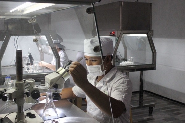 Phục tráng cây giống thoái hóa bằng phương pháp vô mẫu đỉnh sinh trưởng