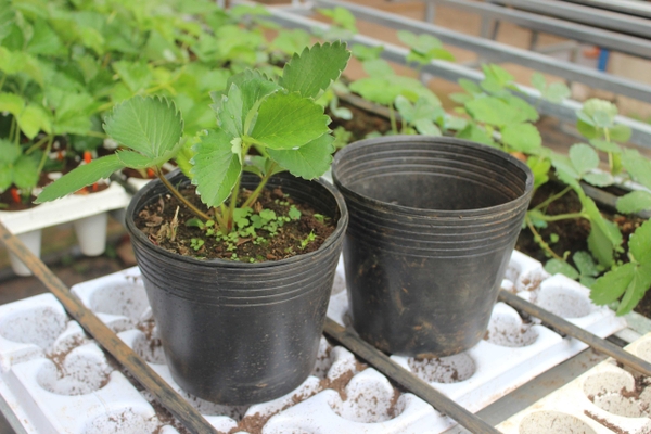 Trồng và chăm sóc cây dâu tây trong chậu