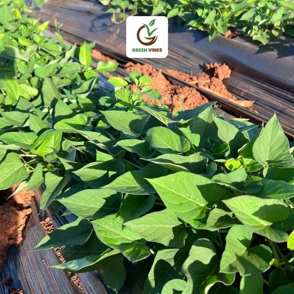 Khoai lang Nhật ruột vàng – Giống sạch bệnh cho năng suất và chất lượng vượt trội