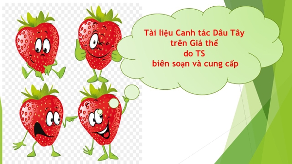 Canh Tác Dâu Tây Trên Giá Thể