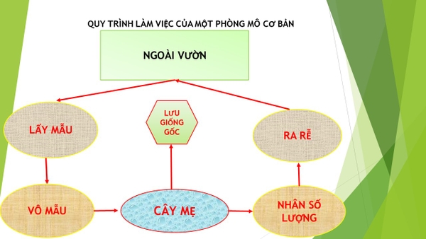 Nuôi Cấy Mô Trong Phòng Thí Nghiệm (P1) - Vô Mẫu
