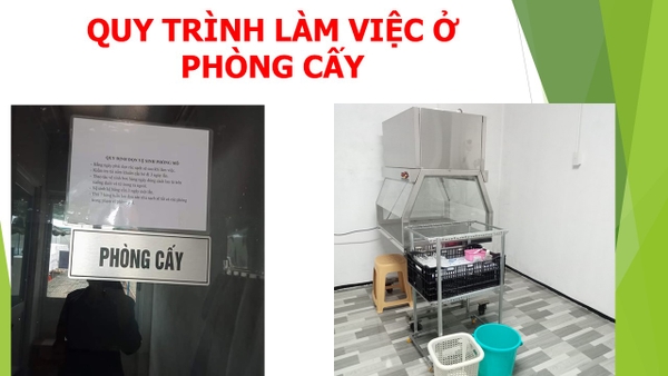 Nuôi Cấy Mô Trong Phòng Thí Nghiệm (P3) - Quy Trình Làm Việc Ở Phòng Cấy