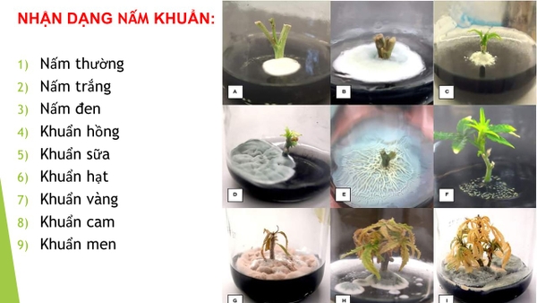 Nuôi Cấy Mô Trong Phòng Thí Nghiệm (P4) - Nhận Dạng Nấm Khuẩn