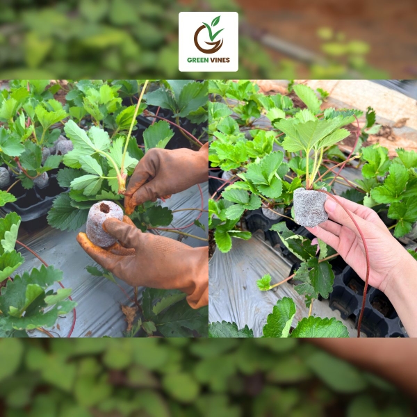 Ươm ngó dâu tây dễ dàng và hiệu quả với viên nén xơ dừa