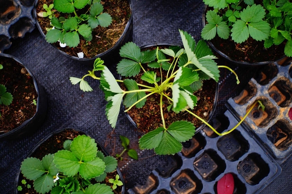 Lộ trình xử lý héo xanh trên cây Dâu Tây