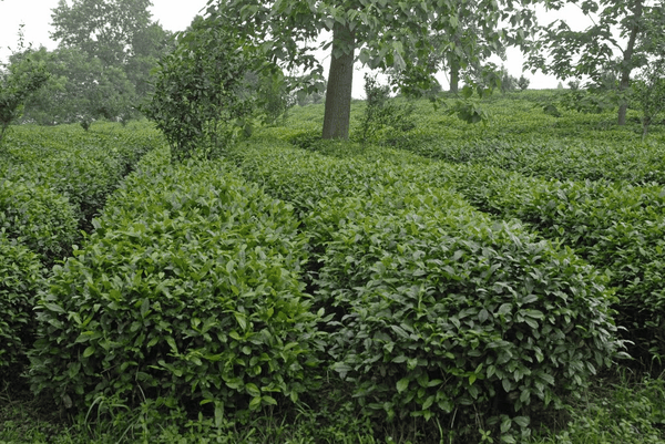 Seeking the Origins of Tea