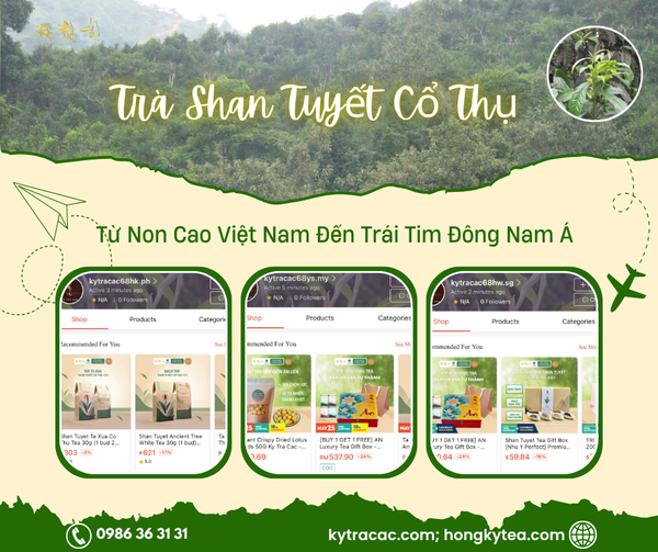 ✨ Ky Tra Cac – Hong Ky Tea: From the Soul of Vietnam’s Mountains to Southeast Asian Hearts