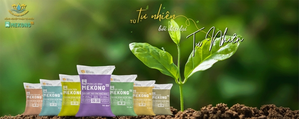 Dược liệu Sen Vàng